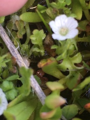 Nemophila pedunculata