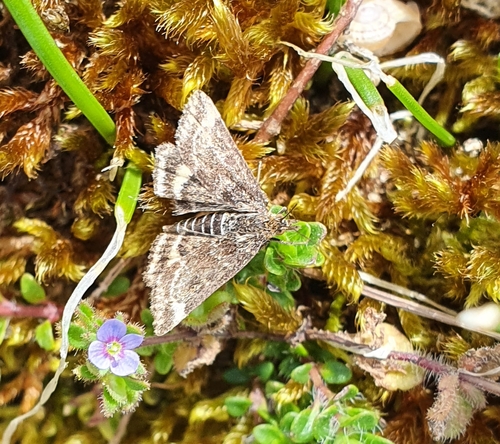 Pyrausta despicata