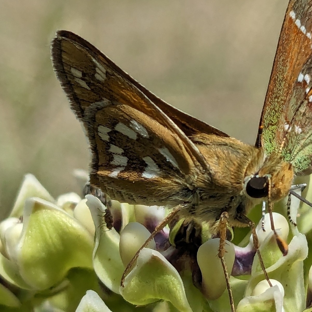 Green Skipper