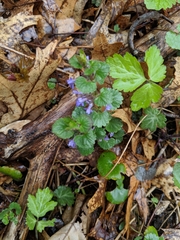Glechoma hederacea