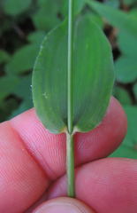 Dichanthelium latifolium