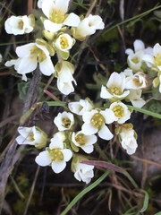 Cusickiella douglasii