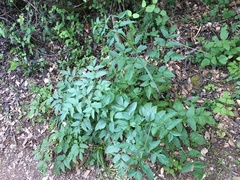 Angelica californica