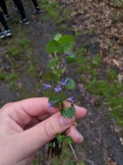Glechoma hederacea
