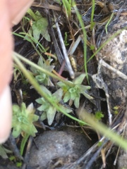 Cusickiella douglasii