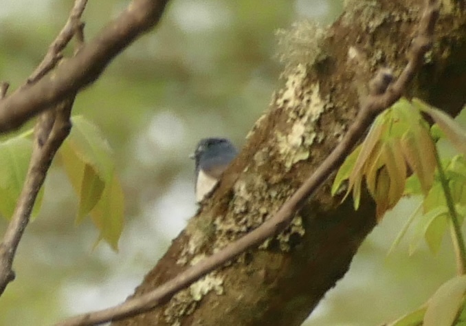 Ultramarine Flycatcher