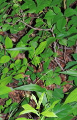 Dichanthelium latifolium