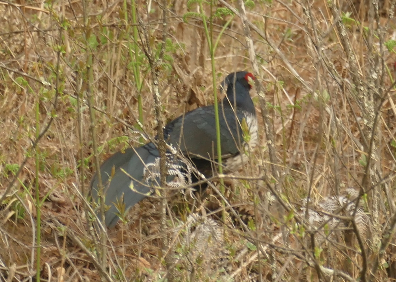 Kalij Pheasant