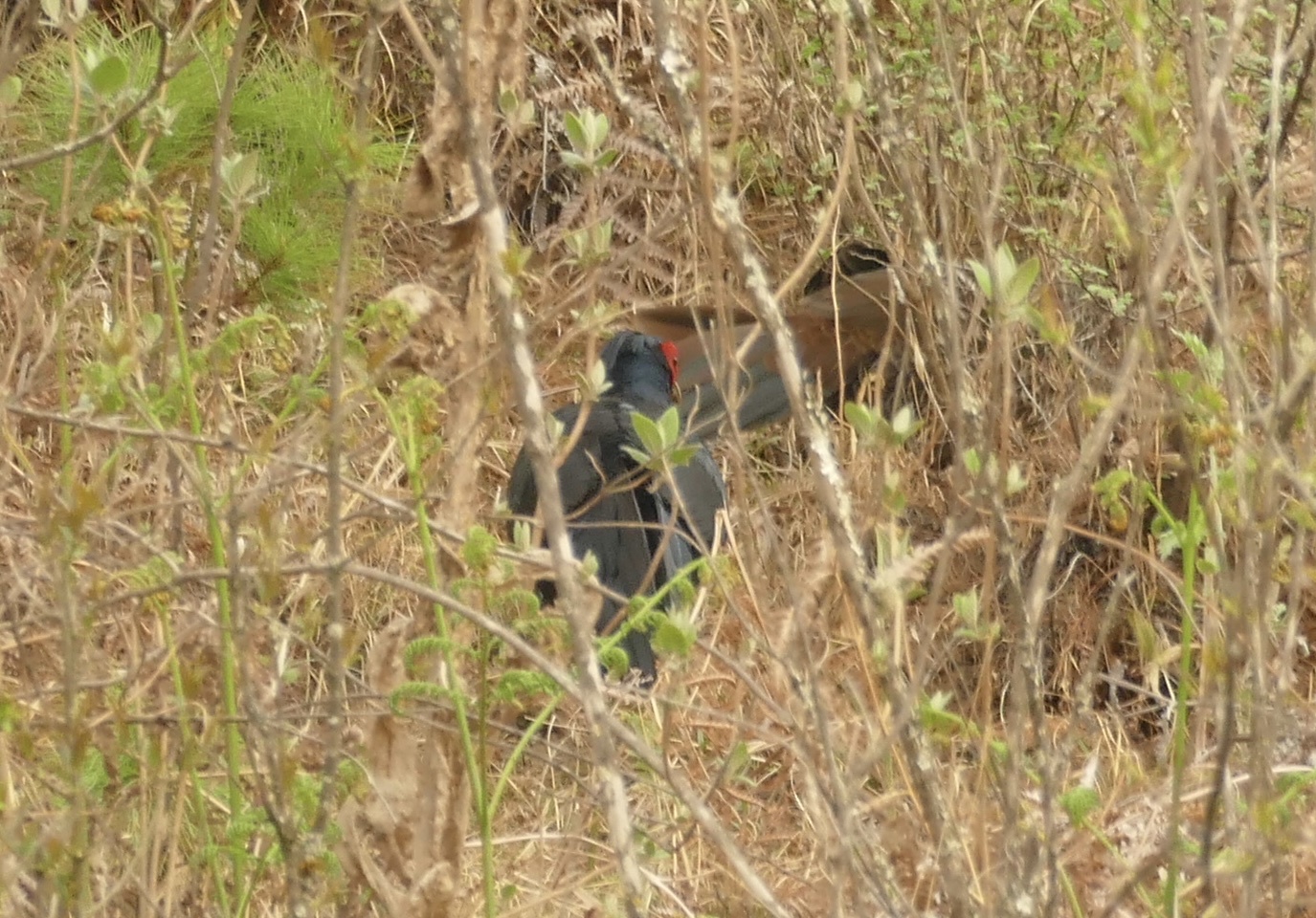 Kalij Pheasant