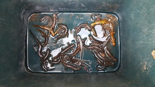 Chinese Salamander, Hynobius leechii