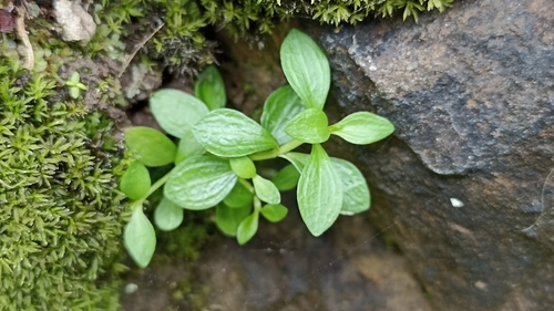 Foto de Fel-da-terra