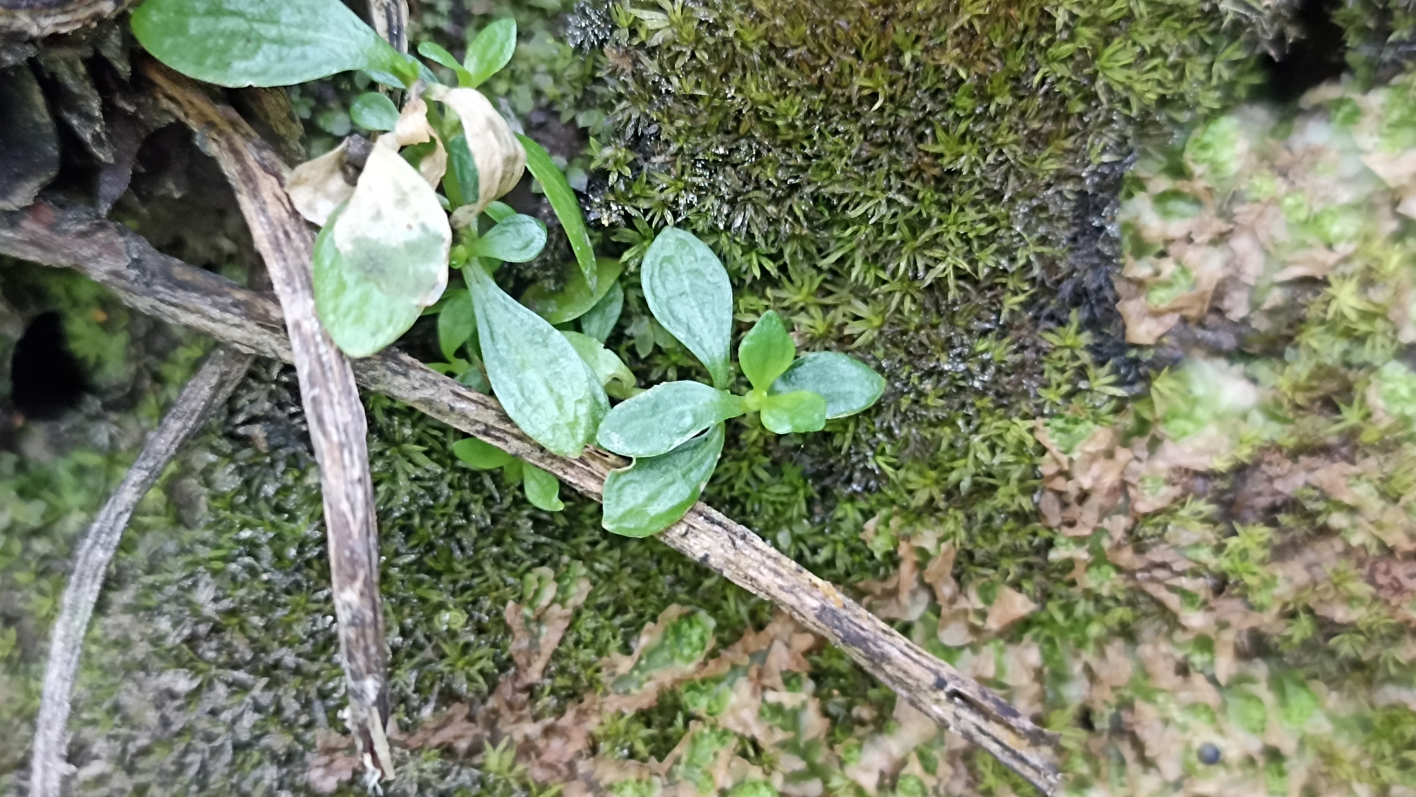 Imagem de Fel-da-terra