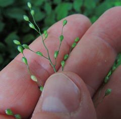 Dichanthelium latifolium