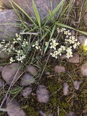 Cusickiella douglasii