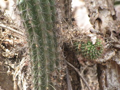 Mammillaria marksiana