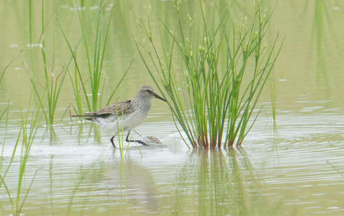 Correlimos culiblanco (Calidris fuscicollis)