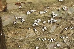 Porodisculus pendulus