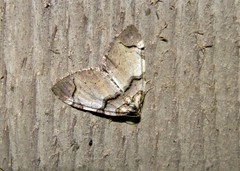 Anticlea derivata