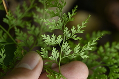Onychium lucidum, photograph (c) 曾昱承 Yu-Cheng Zeng, some rights reserved (CC BY)