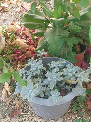 Foto de Planta fantasma