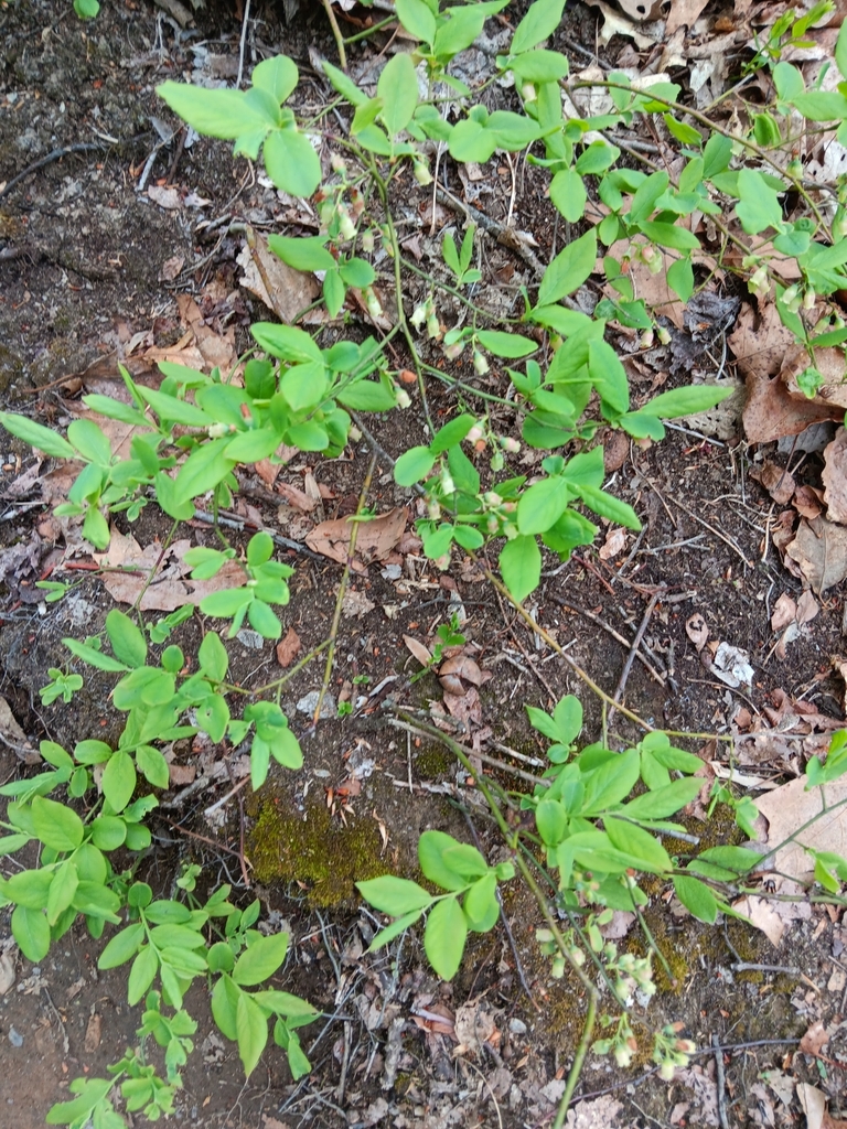 Early Lowbush Blueberry from Boonton, NJ 07005, USA on May 4, 2024 at ...