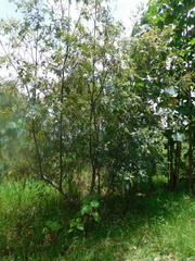 Weinmannia pubescens