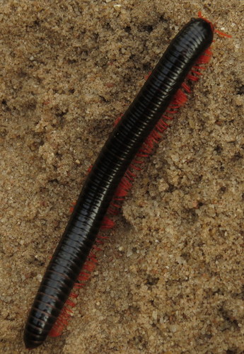 Epibolus pulchripes
