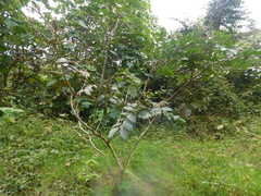 Senna viarum