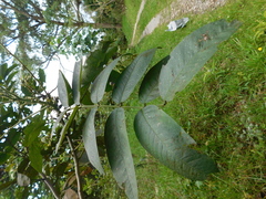 Weinmannia pubescens