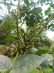Senna viarum