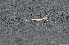 Varanus griseus griseus