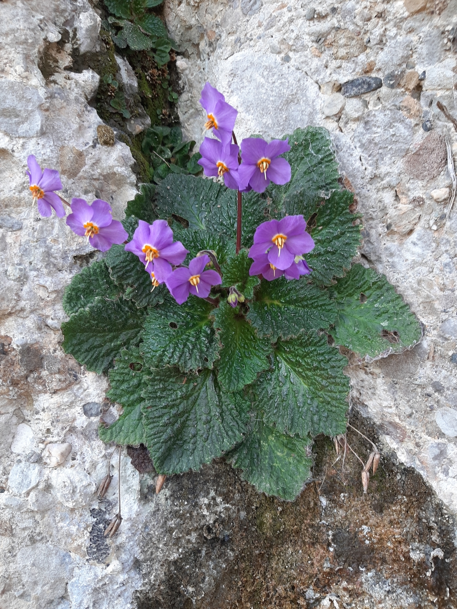 Ramonda myconi