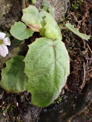 Primula filipes, photograph 2