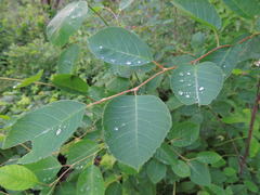 Amelanchier laevis