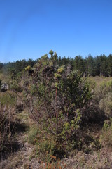 Leucadendron floridum