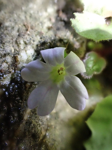 Primula filipes, photograph 1