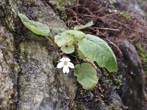 baby primrose (Primula filipes)