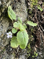 Primula filipes, photograph Jean-Paul Boerekamps, CC0, iNaturalist via GBIF
