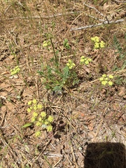 Lomatium caruifolium