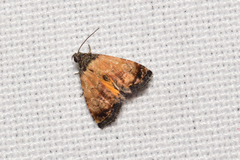 Tripudia goyanensis