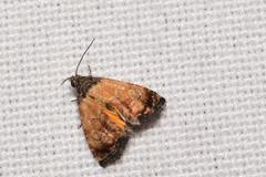Tripudia goyanensis