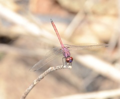 Trithemis lilacina