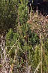 Leucadendron floridum