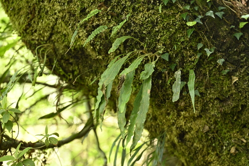 Pyrrosia porosa, photograph 3