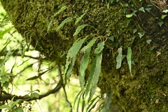 Pyrrosia porosa, photograph (c) 曾昱承 Yu-Cheng Zeng, some rights reserved (CC BY)