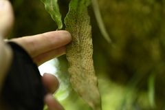 Pyrrosia porosa, photograph (c) 曾昱承 Yu-Cheng Zeng, some rights reserved (CC BY)