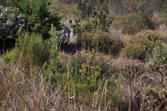 Leucadendron floridum