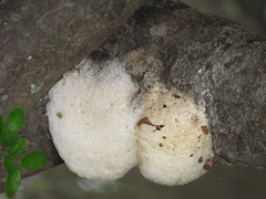 Chiromantis xerampelina