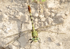 Arigomphus submedianus