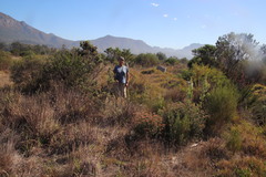 Leucadendron floridum